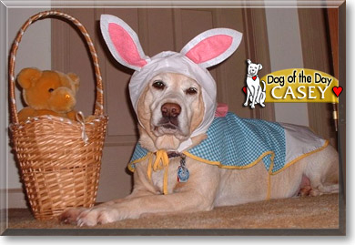 Casey, the Dog of the Day Casey, the Dog of the Day