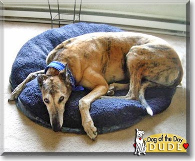 Dude, the Dog of the Day Dude, the Dog of the Day