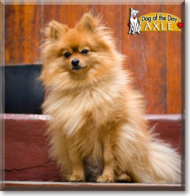 Axle, the Dog of the Day Axle, the Dog of the Day