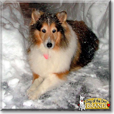 Brandi, the Dog of the Day Brandi, the Dog of the Day