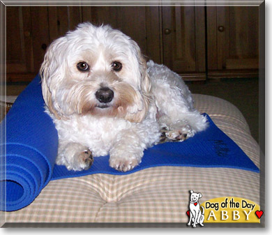 Abby, the Dog of the Day Abby, the Dog of the Day