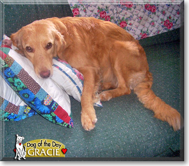 Gracie, the Dog of the Day Gracie, the Dog of the Day