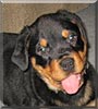 Heidi