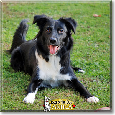 Artica, the Dog of the Day