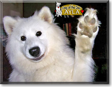 Ayla, the Dog of the Day