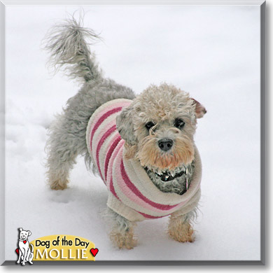 Mollie, the Dog of the Day