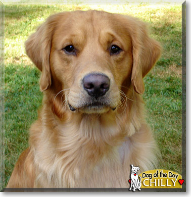 Chilly, the Dog of the Day