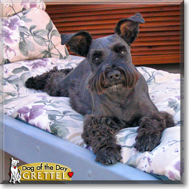 Grettel, the Dog of the Day