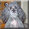 Dog of the Day