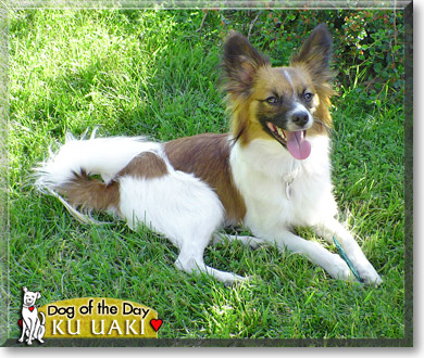 Ku Uaki, the Dog of the Day