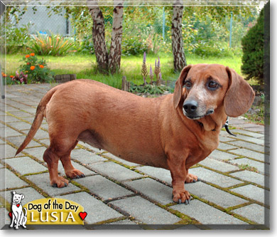 Lusia, the Dog of the Day