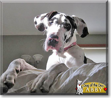Abby, the Dog of the Day