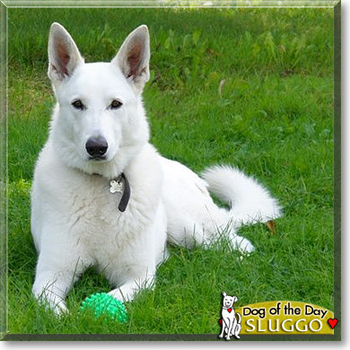 Sluggo, the Dog of the Day