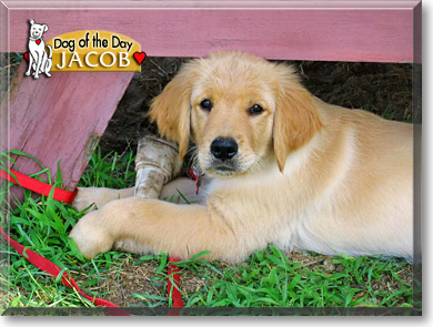 Jacob, the Dog of the Day