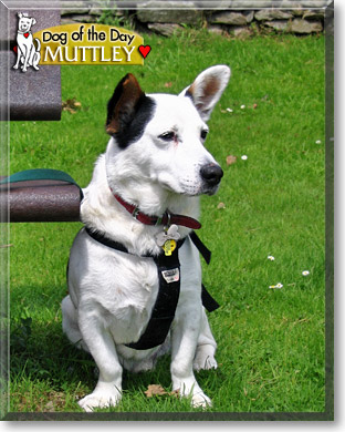 Muttley, the Dog of the Day