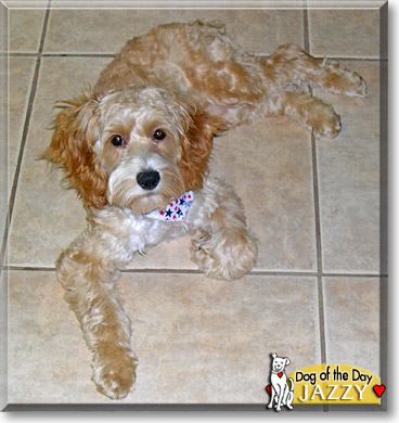 Jazzy, the Dog of the Day