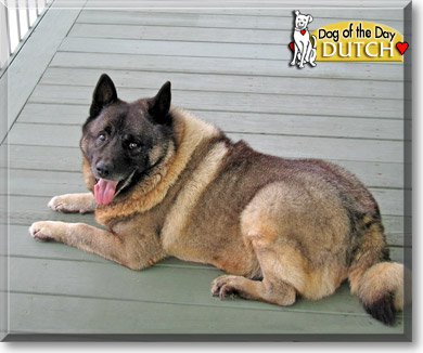 Dutch, the Dog of the Day