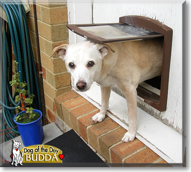 Budda, the Dog of the Day