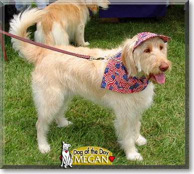 Megan, the Dog of the Day Megan, the Dog of the Day