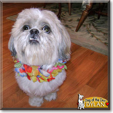 Dylan, the Dog of the Day