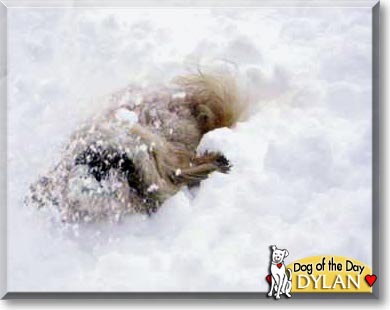 Dylan, the Dog of the Day