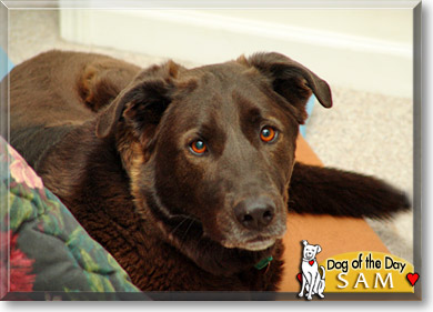 Sam, the Dog of the Day