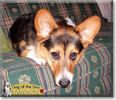 Sampson, the Dog of the Day