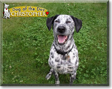 Christopher, the Dog of the Day