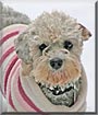 Mollie