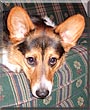 Sampson