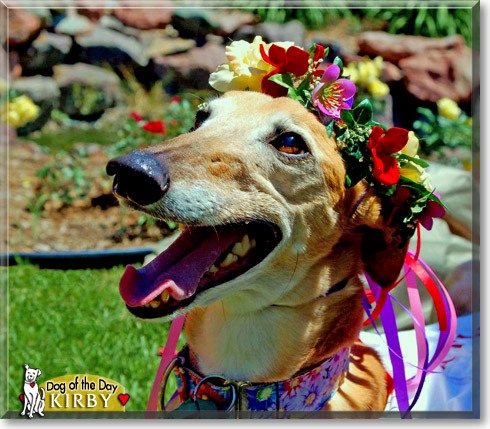 Kirby, the Dog of the Day