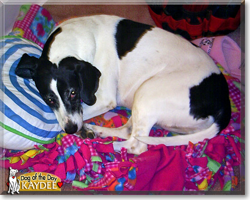 Kaydee, the Dog of the Day