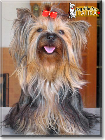 Laura, the Dog of the Day