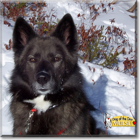 Muesli, the Dog of the Day Muesli, the Dog of the Day