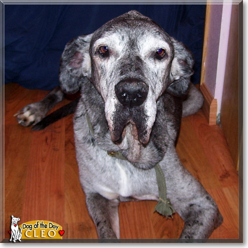 Cleo, the Dog of the Day Cleo, the Dog of the Day