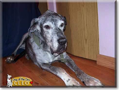 Cleo, the Dog of the Day Cleo, the Dog of the Day