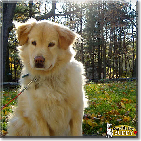 Buddy, the Dog of the Day