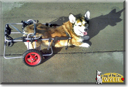Wylie, the Dog of the Day