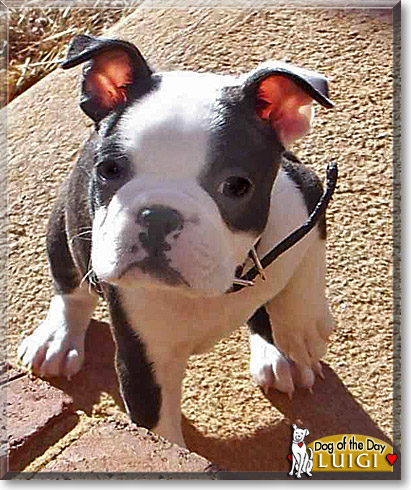 Luigi, the Dog of the Day