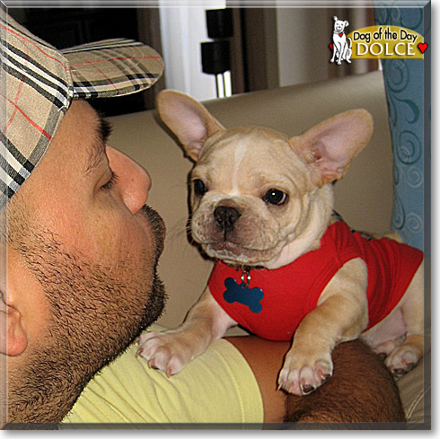 Dolce, the Dog of the Day