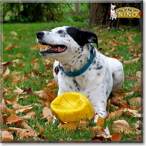Niño, the Dog of the Day