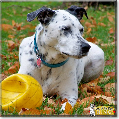 Niño, the Dog of the Day