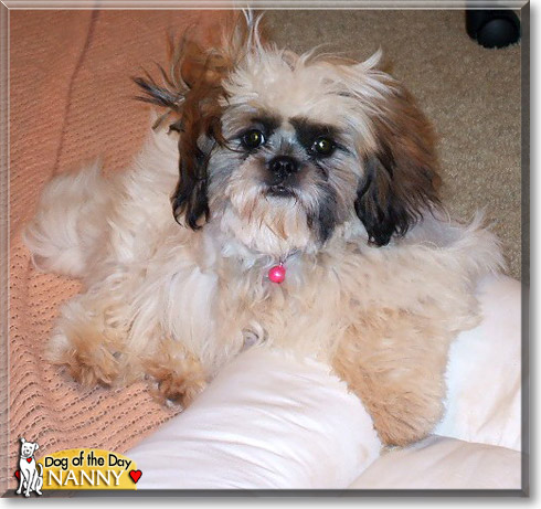 Nanny, the Dog of the Day