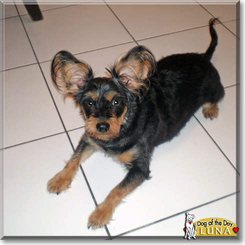 Luna, the Dog of the Day