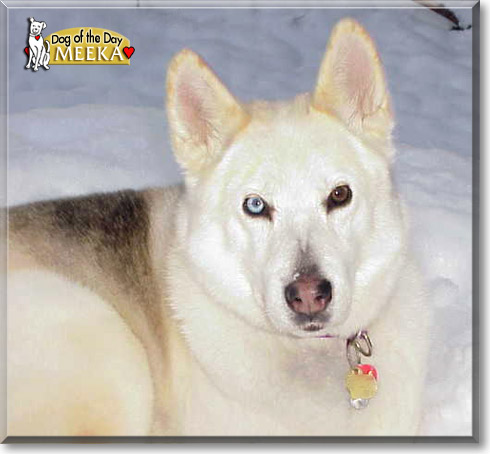 Meeka, the Dog of the Day