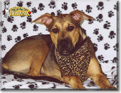 Bwana, the Dog of the Day Bwana, the Dog of the Day