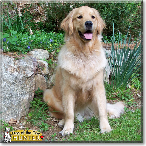 Hunter, the Dog of the Day