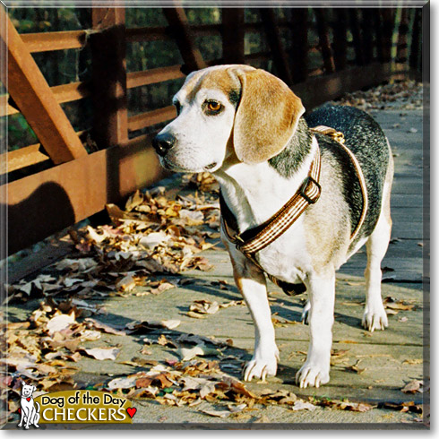 Checkers, the Dog of the Day