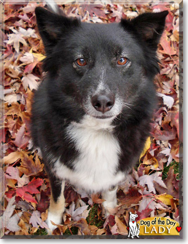 Lady, the Dog of the Day