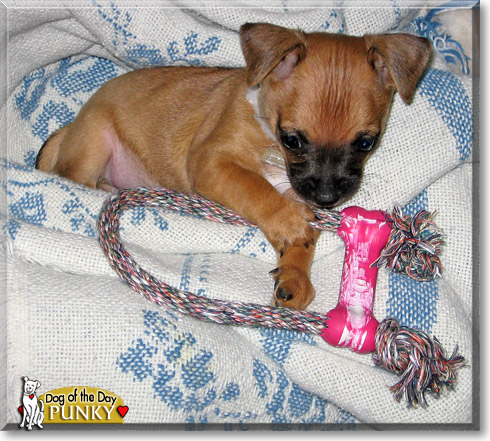 Punky, the Dog of the Day